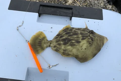 カワハギ カワハギ
