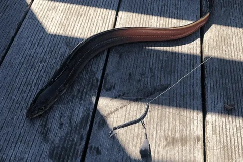 アナゴ アナゴ